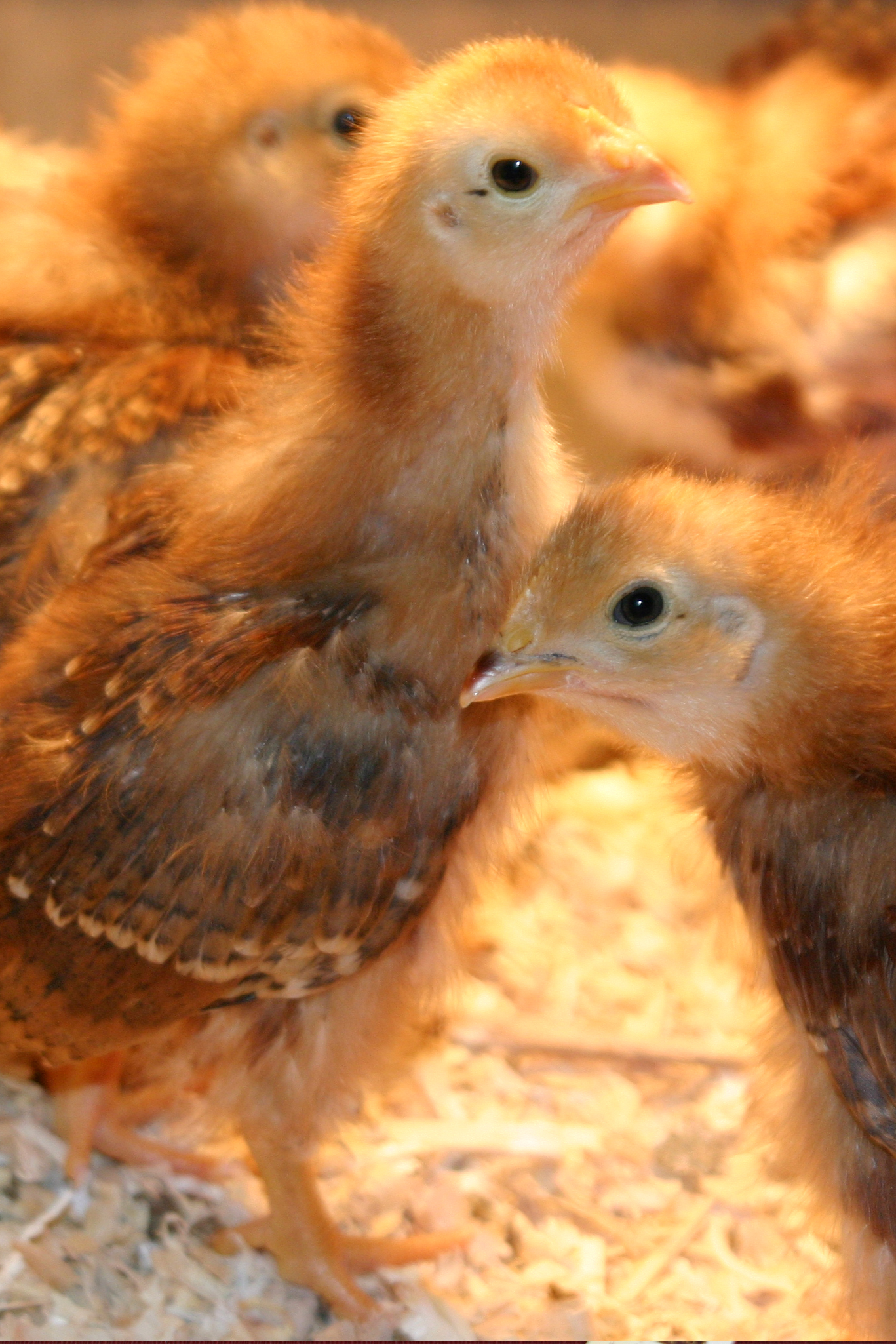 ChickensVert