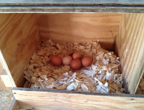 The health benefits of farm fresh eggs.