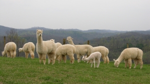 PastureAlpacas