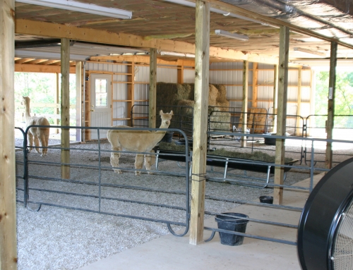 Our alpacas’ house