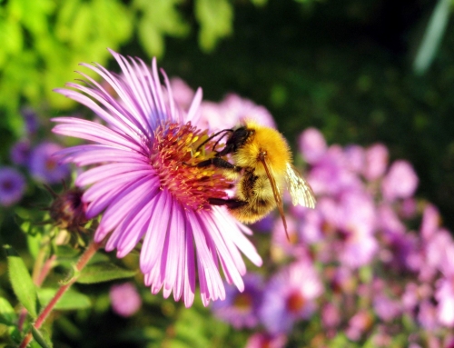 West Virginia wildflower honey, good tasting and good for you!