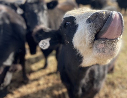 Angus Cattle on the farm!